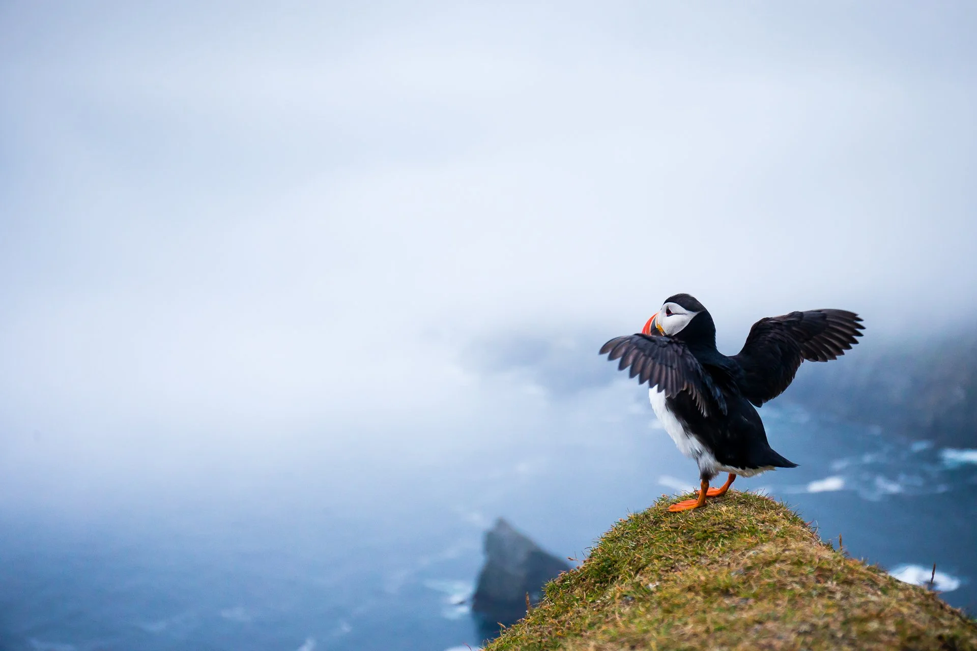 Puffin Clothes: Themed Tees vs Made for Puffin People – AukCliff®